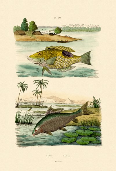 Wrasse, 1833-39 od French School